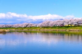 宮城県柴田郡の一目千本桜　写真