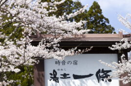 湯主一條　桜写真