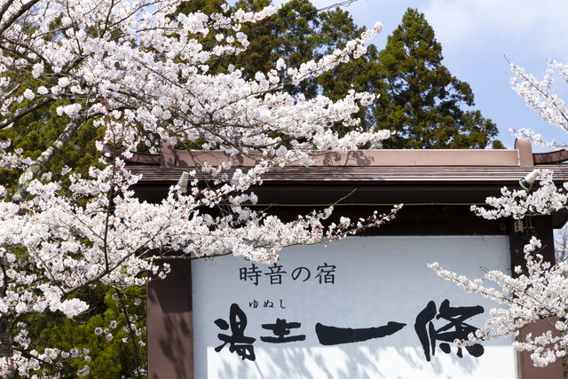 湯主一條　桜写真